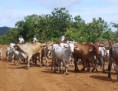 /album/un-vistazo-al-estado-guarico/arreo-de-ganado-jpg/